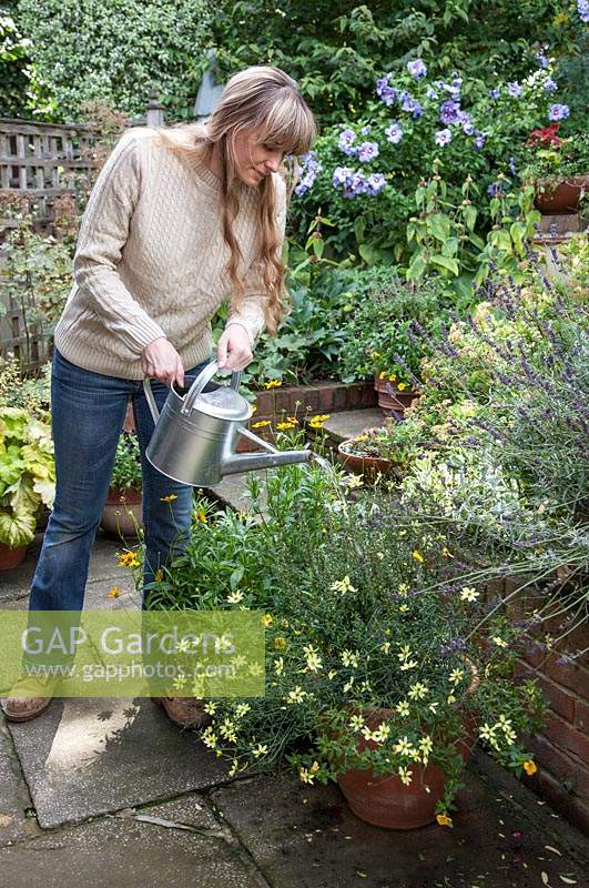Woman watering planted containers of Salvia 'New Dimension Blue', Coreopsis 'Sterntaler', Coreopsis verticillata 'Moonbeam' and Calibrachoa 'Callie Deep Yellow' using a metal watering can.