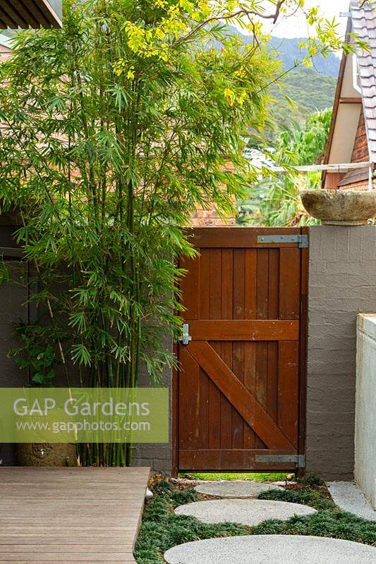 A clump of bamboo growing in the back corner of a garden next to a bespoke hardwood timber gate showing bespoke round stepping stones path, interplanted with Mini mondo grass, Ophiopogon japonicus Nanus, featuring a carved Indonesian pot.