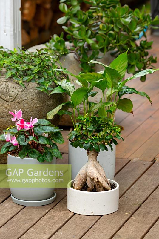 A group of three glazed pots, grey and white sittting on a timber deck with a pink flowering cyclamen, Peace lily, and a bonsai fig.