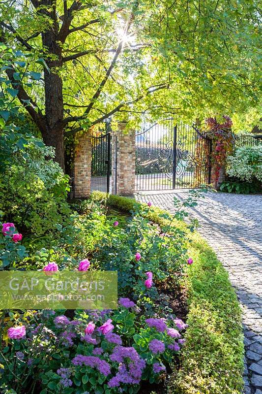 Entrance to the garden with contra jour lighting and sunburst. Low hedge of Spirea japonica Golden Princess and bed with Sedum and pink rose. Orekhovno garden, Orekhovno, Pskov Oblast region, Western Russia.