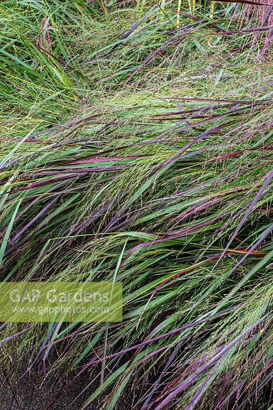 Imperata cylindrica 'Red Barron', October