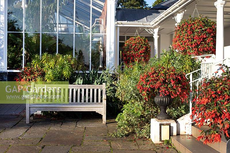 Non-stop begonias in hanging baskets and pots at Birmingham Botanical Gardens and Glasshouses
