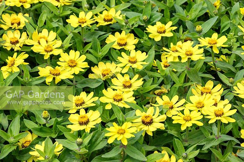 Zinnia marylandica 'Zahara Yellow Improved'