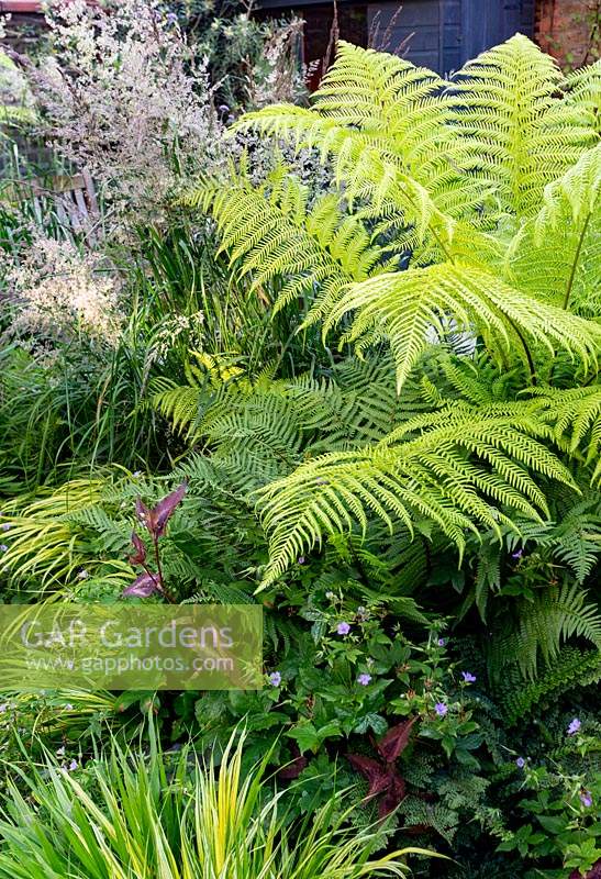 Small shade tolerant garden in London with a green theme. Planting includes Dryopteris affinis, Hakonechloa macra Aureola, Dicksonia antarctica, The border surrounds a small circular artificial lawn.