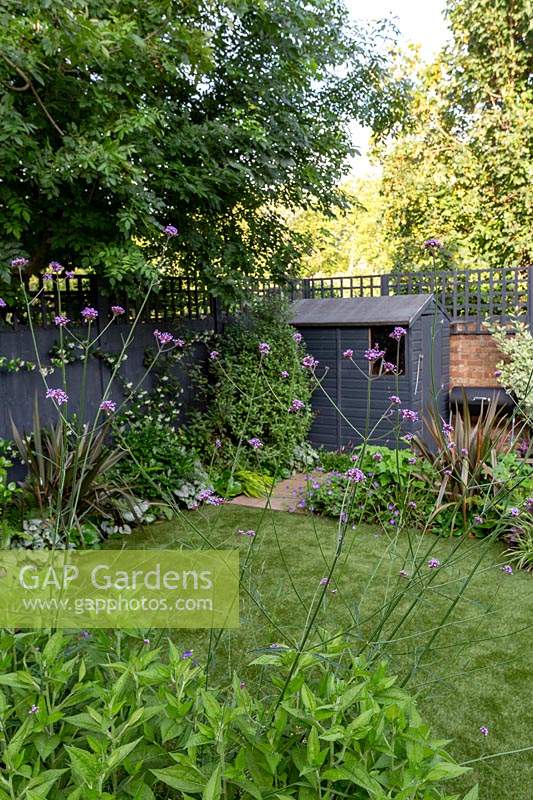 Contemporary garden in West London with grey painted shed and fence with trellis - view through borders with Verbena bonariensis, towards artificial lawn.