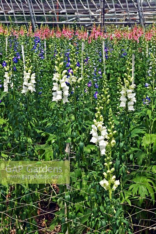 Antirrhinum - Snapdragon - cut flower production in a nursery, showing plant support netting