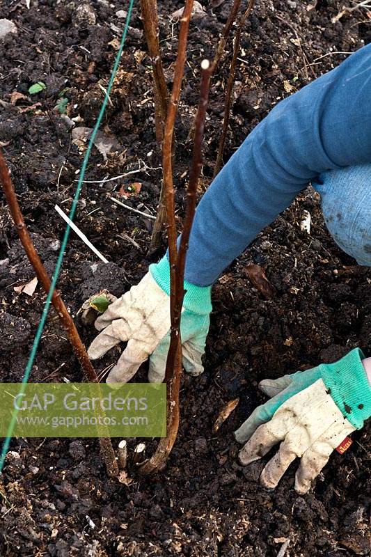 Keeping well-rotted manure mulch away from Raspberry stems, using gloved hands