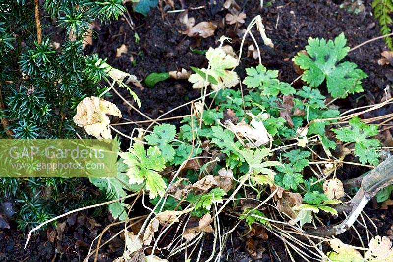 A clump of Geranium phaeum - Mourning Widow - ready for lifting and dividing 