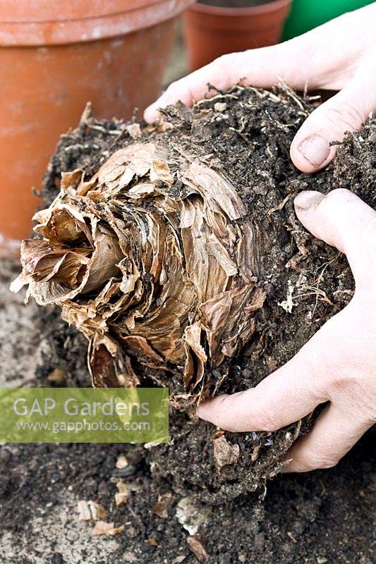 Removing old compost from a Hippeastrum bulb prior to re-potting