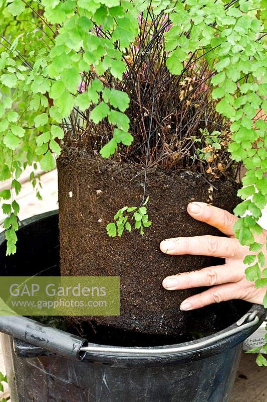 Soaking the roots of an Adiantum - maidenhair fern prior to re-potting