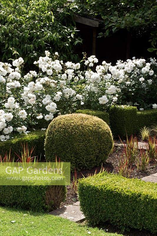 clipped Buxus - Box - sphere in a bed with Imperata cylindrica 'Rubra' with Rosa 'Iceberg' - Rose behind  
