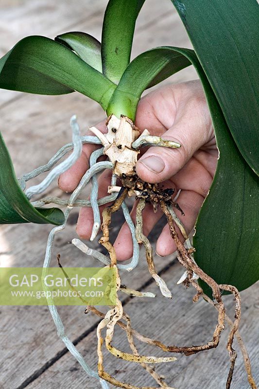 Phalaenopsis re-potting - holding uplifted plant showing root system