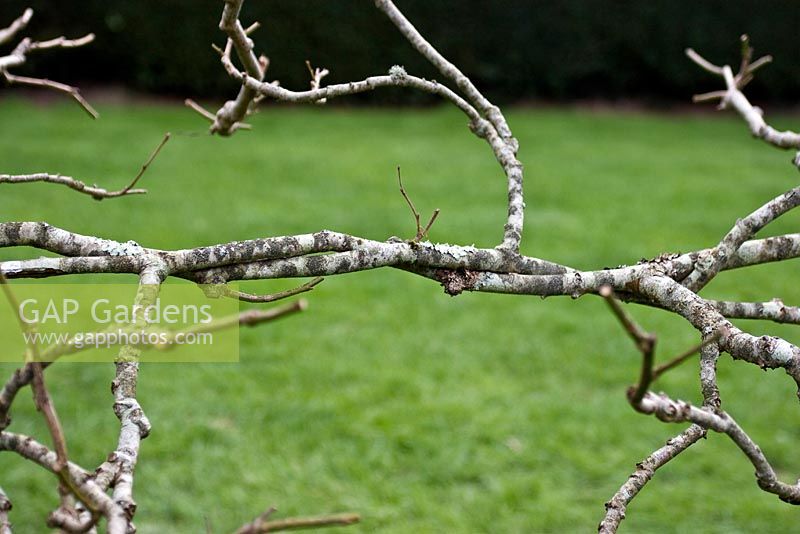 Woven branches and reduced side shoots - Lime tree pleaching 