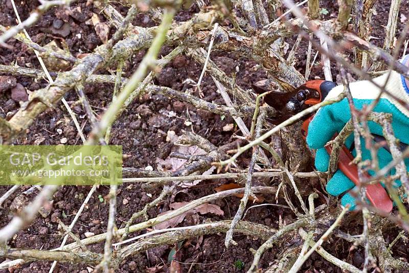 Removing dead and diseased wood from gooseberry bush