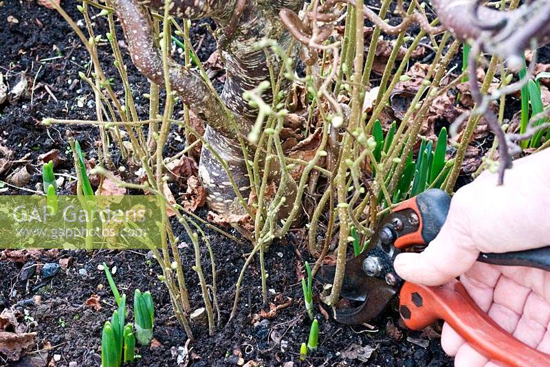 Removing suckers from a Corylus avellana 'Contorta' - twisted hazel