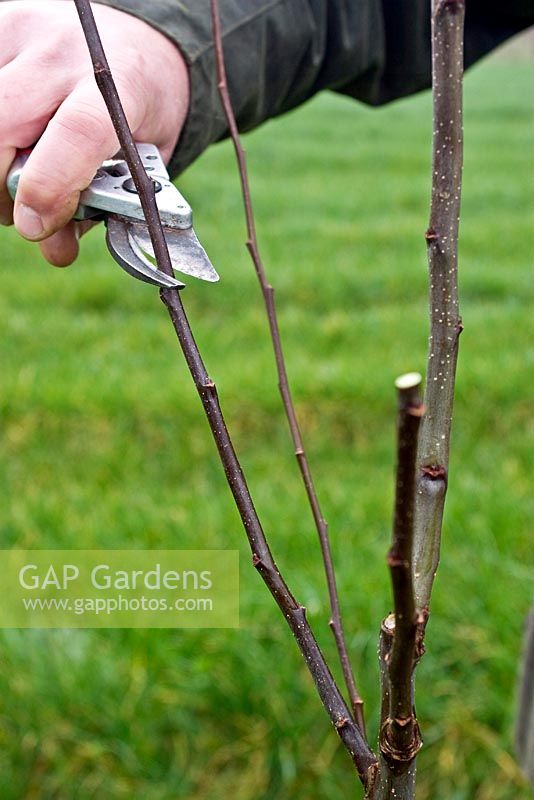 Shortening a side-shoot - pruning a two to three year old standard apple tree 