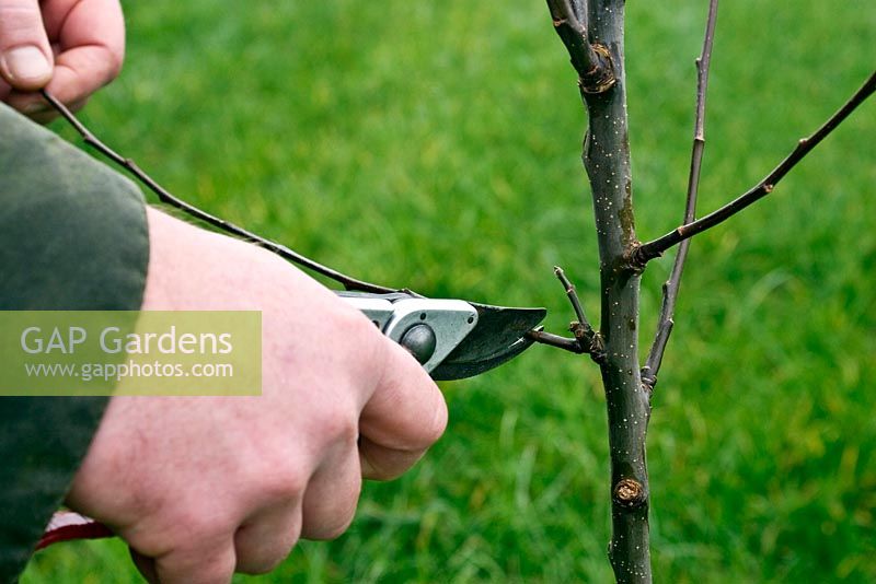 Shortening side-shoot - hard pruning a two to three year old standard apple tree 