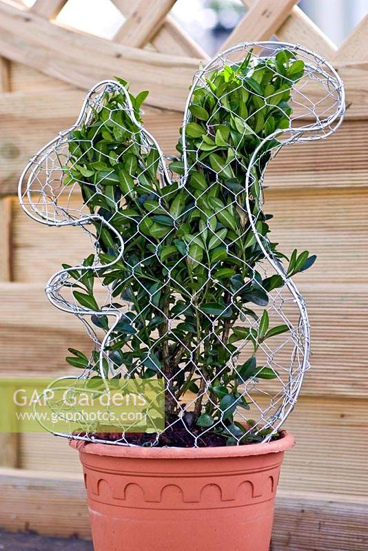 Wire squirrel Buxus topiary