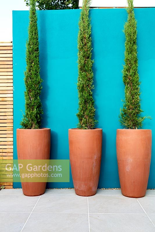 Turquoise feature wall and Cupressus sempervirens Stricta in pots