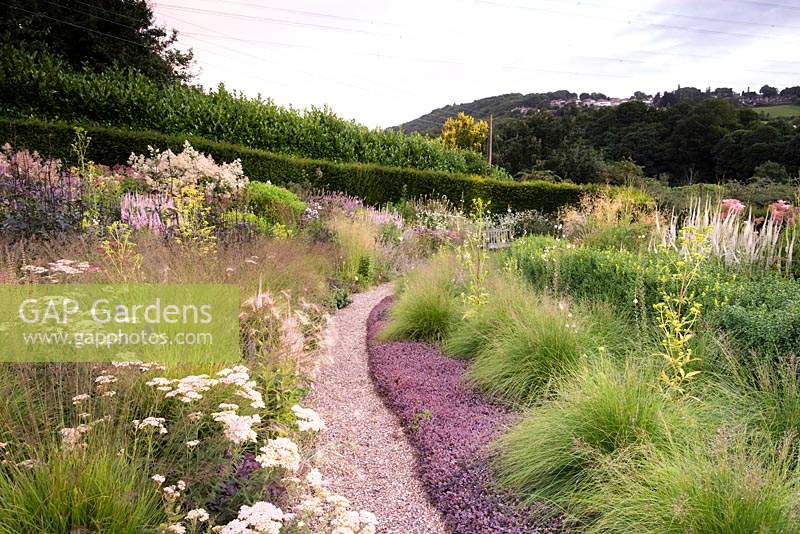 View over planted beds with path in middle. Plants include: Sporobolus heterolepis rising from a carpet of purple Acaena inermis 'Purpurea' amongst tall yellow Patrinia aff. punctiflora, Achillea and dark-leaved Actaea 'Queen of Sheba' 