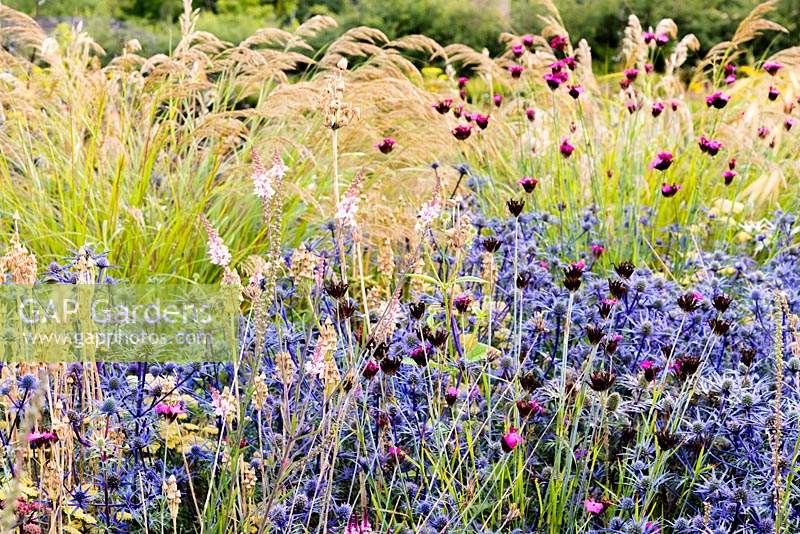 Eryngium bourgatii 'Picos Blue' with deep pink Dianthus carthusianorum and self seeded Linaria 'Canon Went' with Stipa calamagrostis behind 