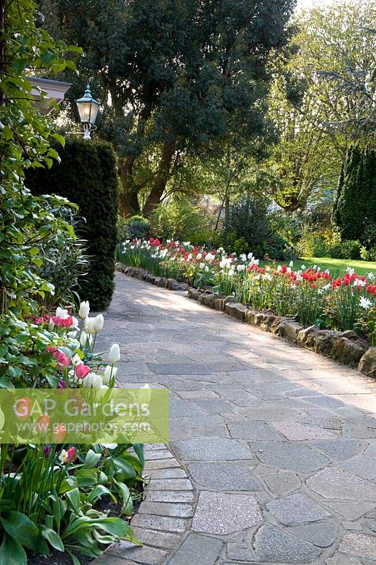 Curved crazy-paved pathway with different edgings, near beds of flowering Tulipa - Tulip
