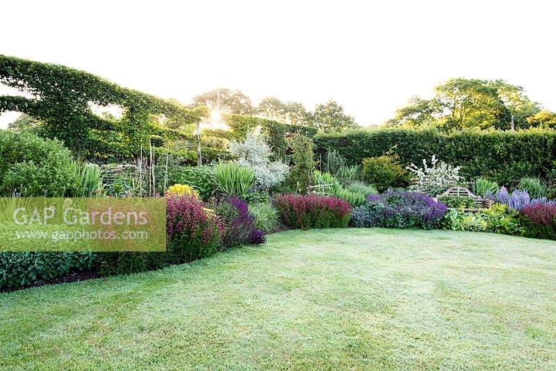 View across lawn to densely-packed borders, plants include: Salvia verticillata 'Purple Rain', Penstemon 'Garnet' and Salvia nemerosa 'Caradonna' amongst Eleagnus 'Quicksilver' and metal plant supports, backed by a pleached Carpinus Betulus - Hornbeam - hedge 