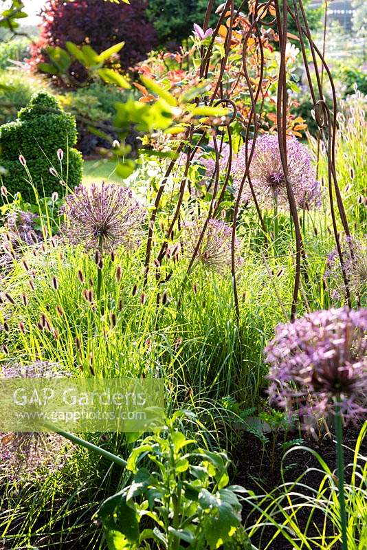 Decorative metal plant support surrounded by Allium cristophii and Pennisetum 'Red Buttons' 