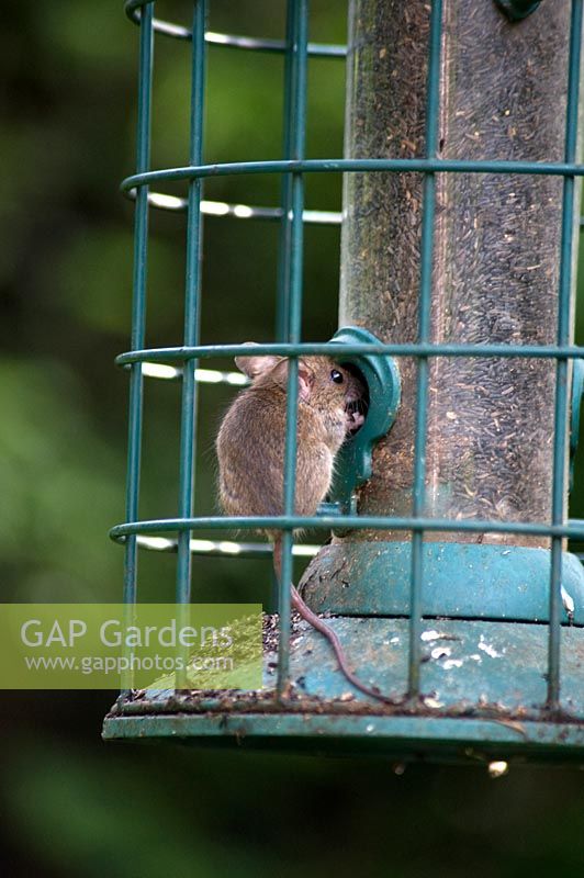 Mouse feeding from bird feeder 
