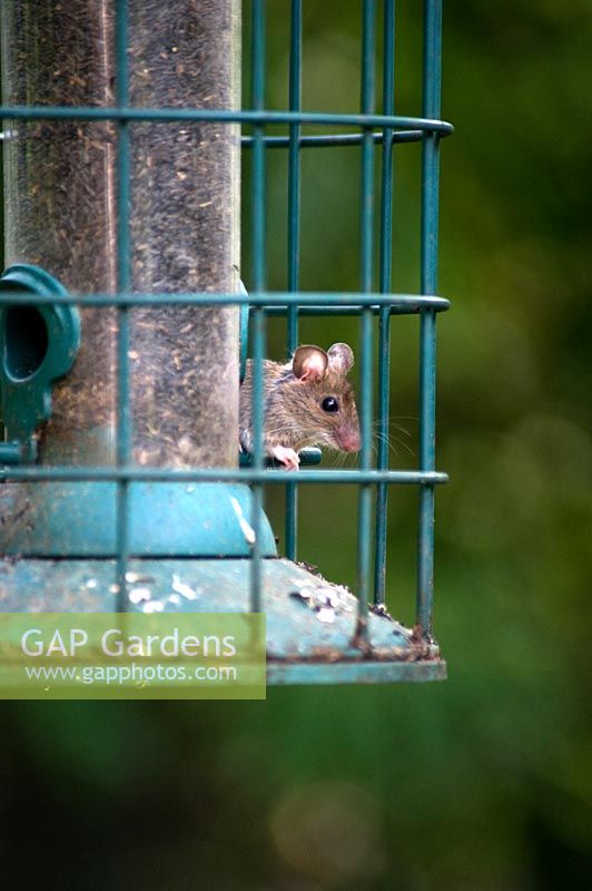 Mouse feeding from bird feeder 