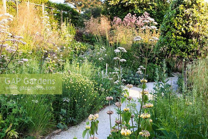 Densely planted borders including grasses Deschampsia caespitosa 'Goldschlier and Stipa gigantea, and herbaceous perennials Phlomis russeliana, Daucus carota, Anthemis tinctoria 'Sauce Hollandaise' and Valeriana officinialis at Sea View, Cornwall, UK in June.