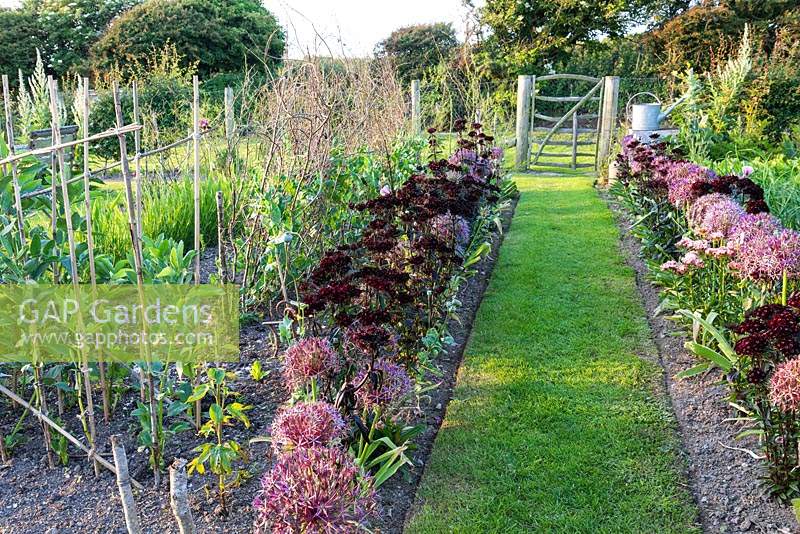 Vegetable garden with grass path leading to a simple paling gate between borders of Allium cristophii and Dianthus barbatus 'Nigrescens Group', 'Sooty' at Sea View, Cornwall, UK in June.