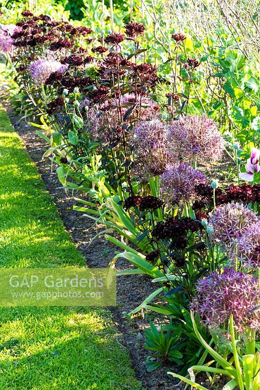 Kitchen garden border with Allium cristophii and Dianthus barbatus 'Nigrescens Group', 'Sooty' at Sea View, Cornwall, UK in June.