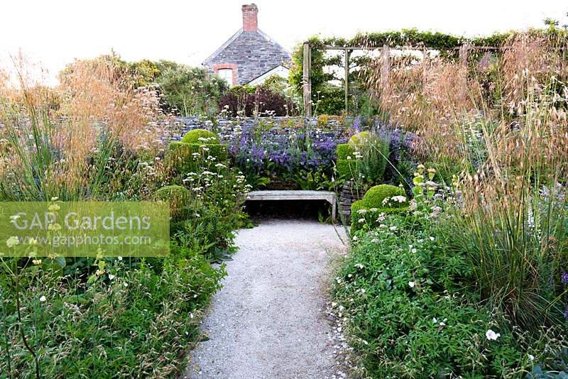 Wooden bench framed by clipped box, Nepeta 'Six Hills Giant' and a border brimming with grasses and herbaceous perennials including Valeriana officinalis, Stipa gigantea, Pimpinella majpr 'Rosea', geraniums and Phlomis russeliana at Sea View, Cornwall, UK in June.