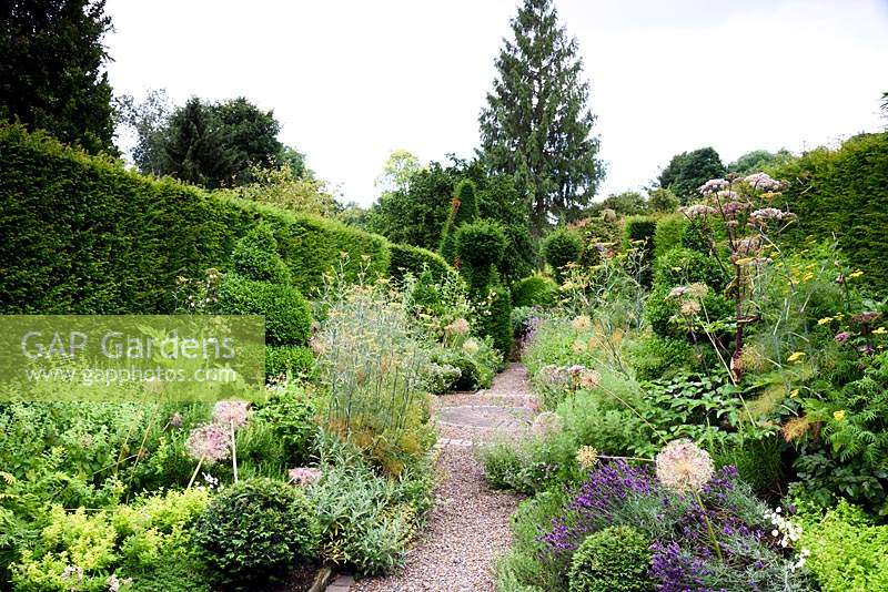 Herb garden with box topiary surrounded by lush planting including alliums, lavender, fennel, rosemary, sage and lemon balm, framed with tall yew hedges at York Gate Garden, Adel in July.