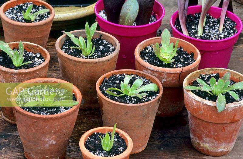 Cuttings of Aeonium 'Zwartkop' in small clay pots on a greenhouse bench