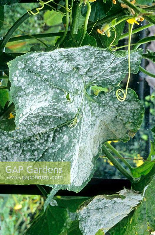 Powdery mildew on a Cucurbit - Cucumber - leaf