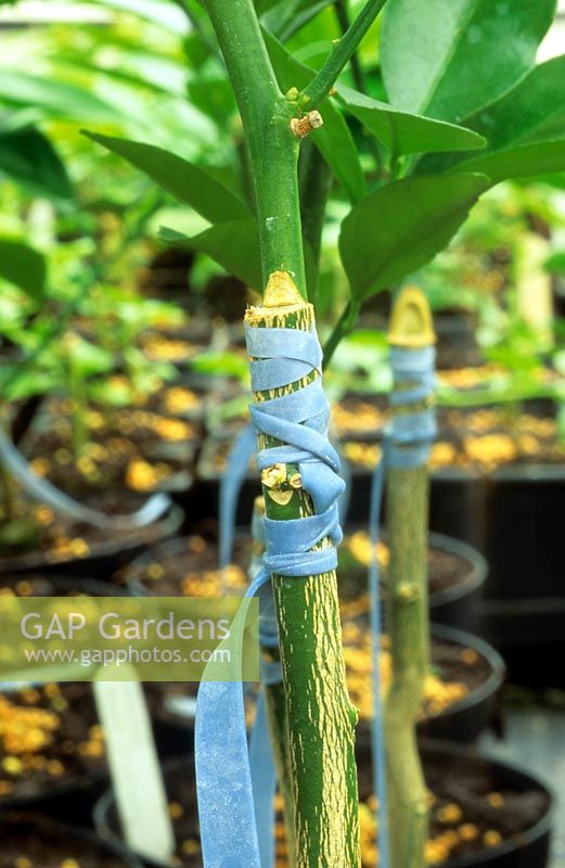 Grafted Citrus stem in greenhouse of a commercial nursery