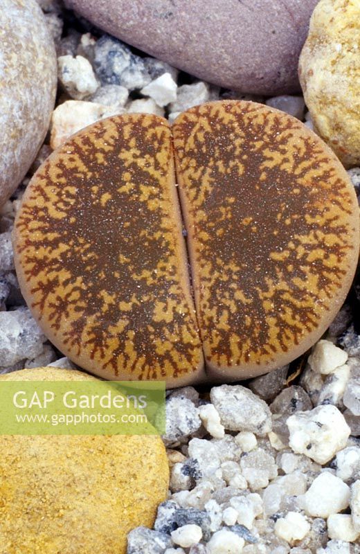 Lithops - Living Stones - on gritty surface