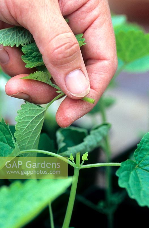 Pinching the tip out of an Agastache Foeniculum - Anise Hyssop