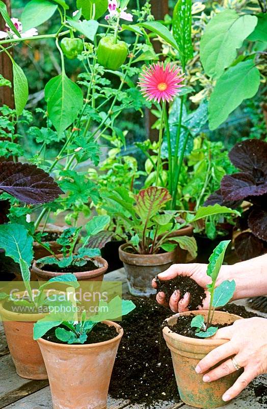Adding compost to a Gerbera in a pot after planting, along with some finished plants