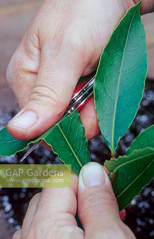 Using a knife to reduce the leaf area of a Laurus nobilis - Bay Tree - cutting