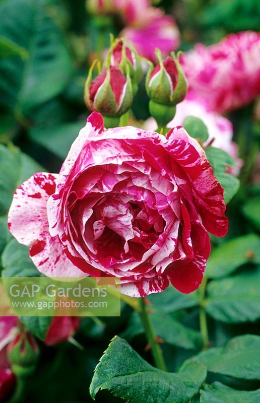 Rosa 'Ferdinand Pichard' - Bourbon Rose - buds and flower with stripes or splashes