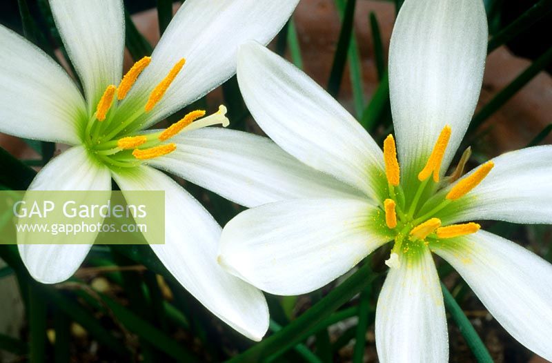 Zephyranthes 'Candida' - Peruvian Swamp Lily