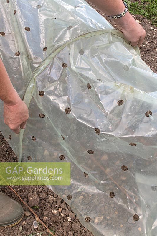 Placing a polythene cloch over newly sown vegetables.