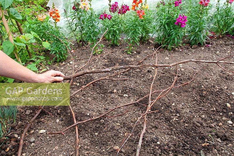 Placing sticks over prepared seed bed to prevent cats and birds soiling the bed or eating the seeds