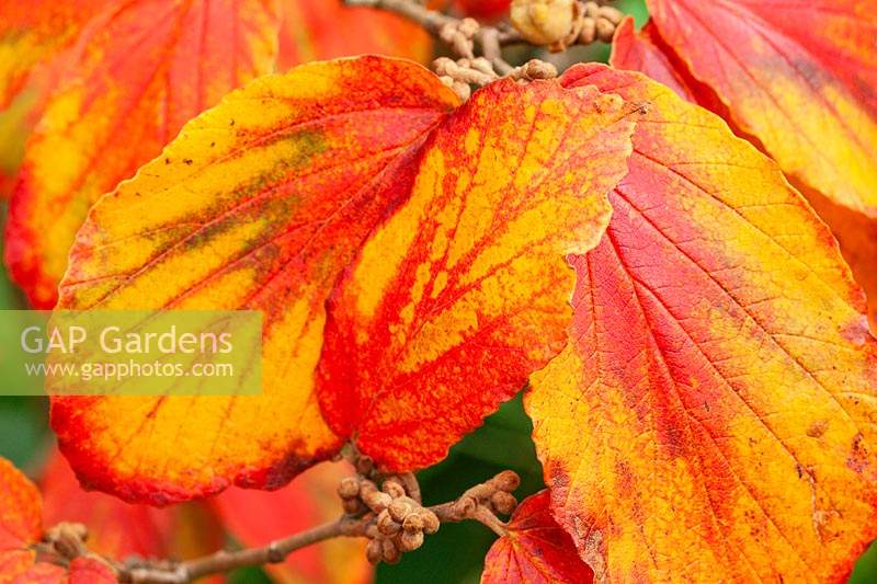 Hamamelis x intermedia 'Georges' - Witch Hazel - foliage 