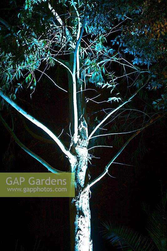 Eucalyptus lit up dark at Abbotsbury Subtropical Gardens, Dorset