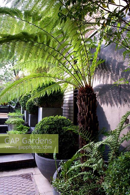 View of greenery in shade garden, with Dicksonia - tree fern, Buxus - Box ball and pot of ferns. 