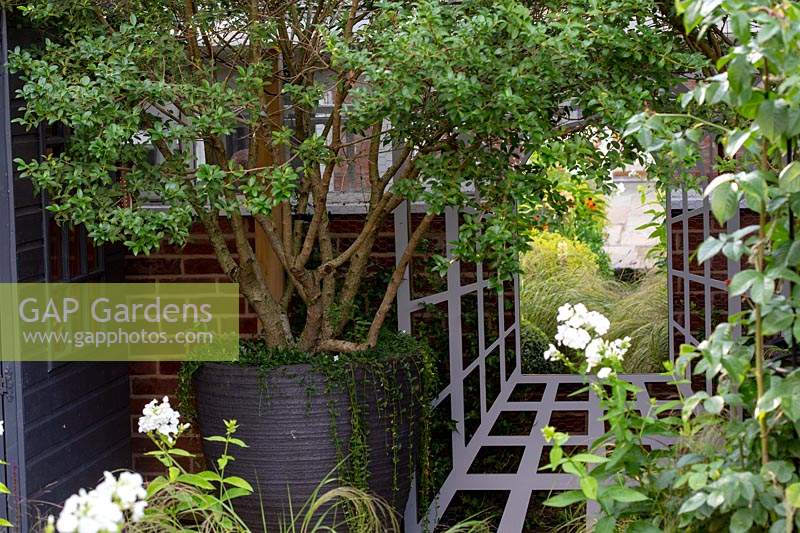 Small garden with Osmanthus burkwoodii multi-stem trees in black container against brick wall, also a garden mirror surrounded by trellis